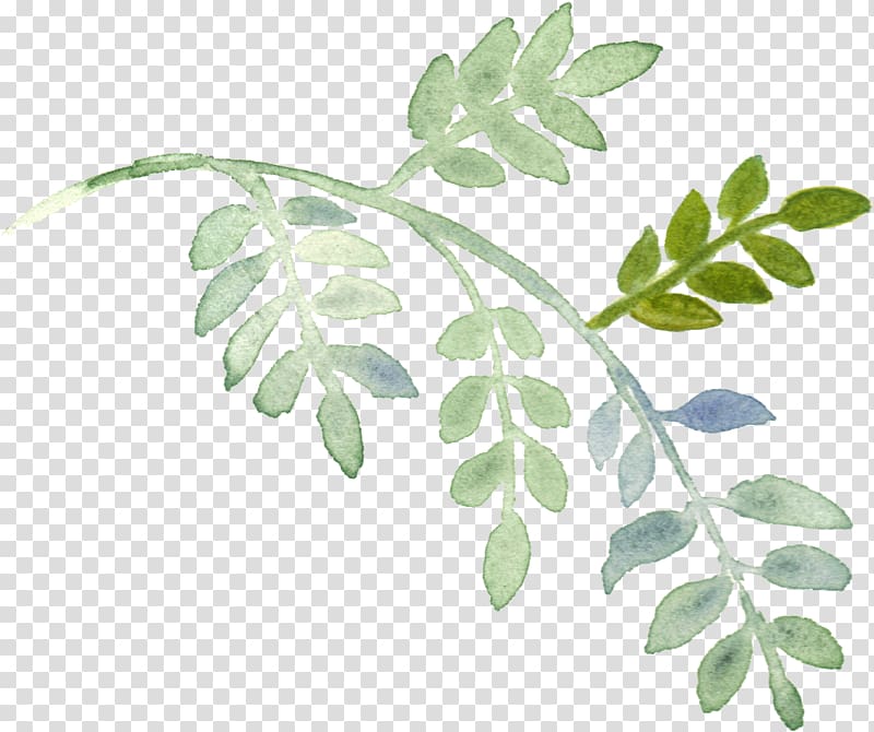 hand-painted plants transparent background PNG clipart