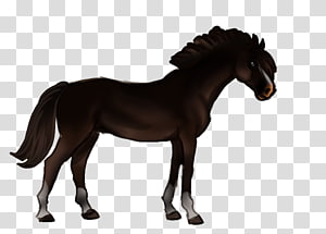 Horse Pony, horse transparent background PNG clipart thumbnail