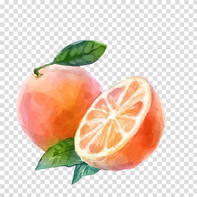 Watercolor painting Auglis Orange Vegetable, grapefruit transparent background PNG clipart