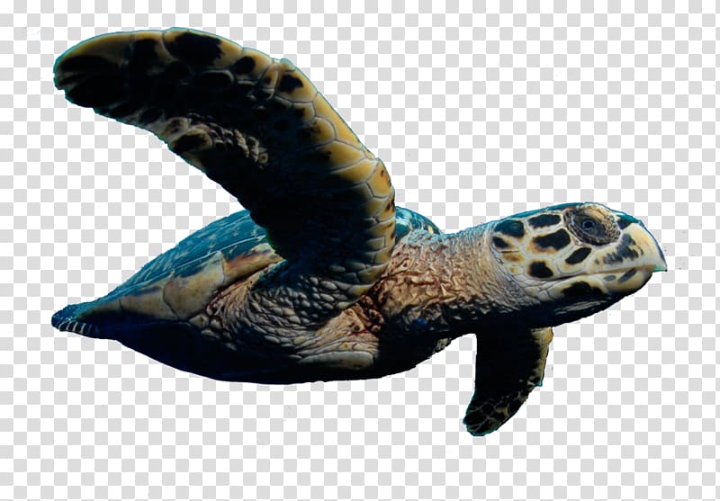 Loggerhead sea turtle Tortoise, turtle transparent background PNG clipart
