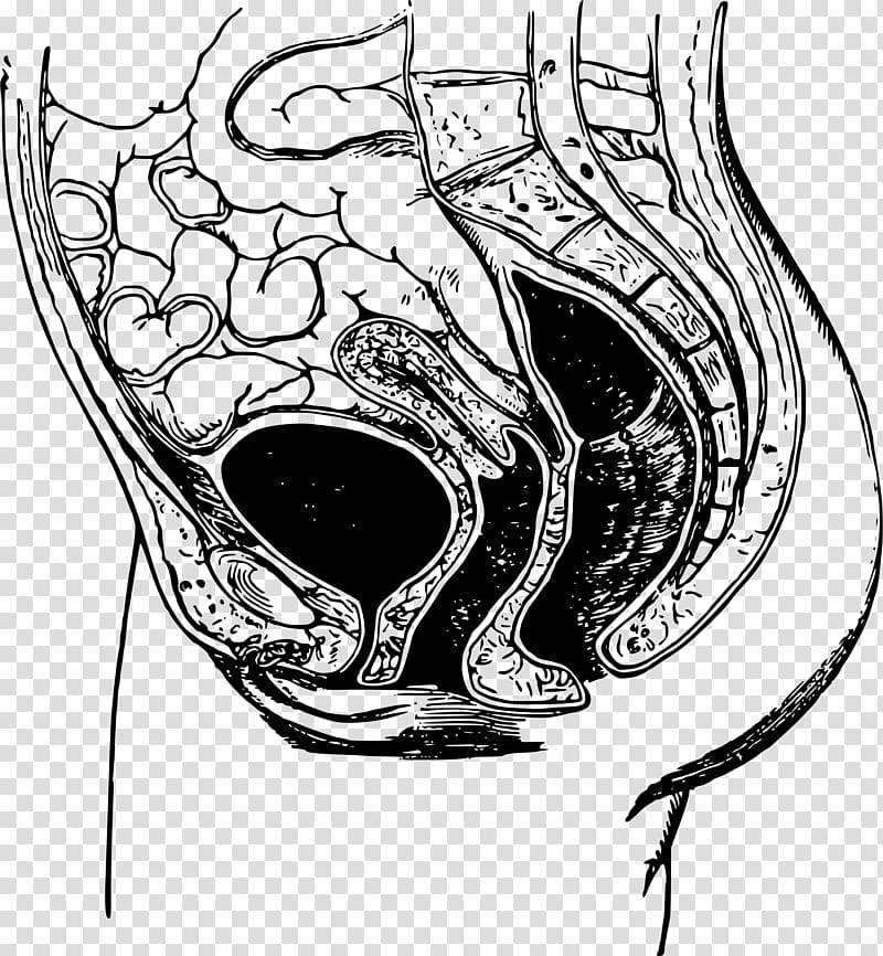 Anatomy Pelvis Bone Drawing Joint, anatomy transparent background PNG clipart