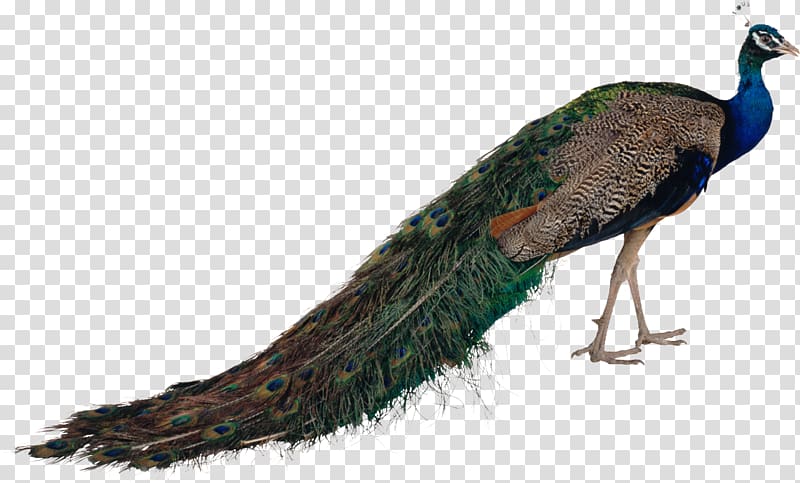 Asiatic peafowl Bird Green peafowl, peacock transparent background PNG clipart