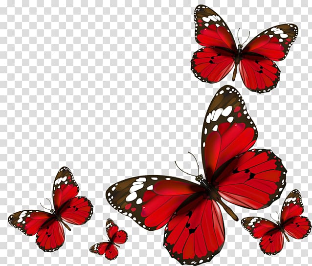 Wedding invitation , red butterfly transparent background PNG clipart