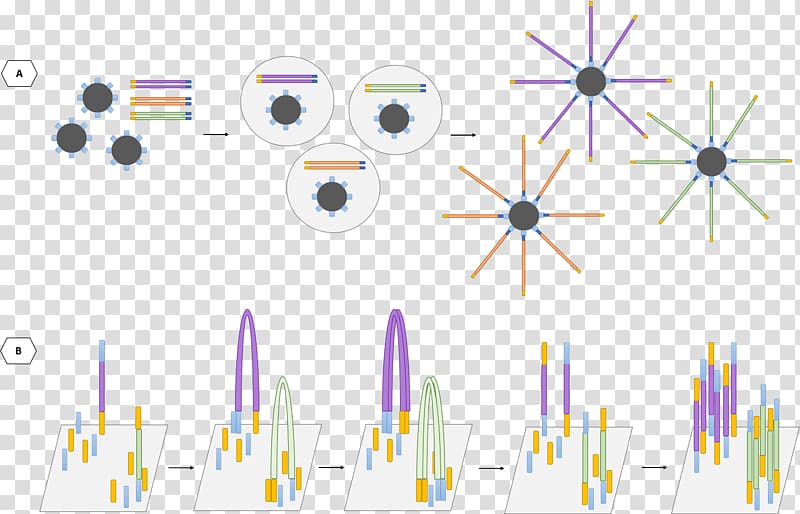 DNA sequencing Pyrosequencing Massive parallel sequencing Sanger sequencing Illumina, technology transparent background PNG clipart