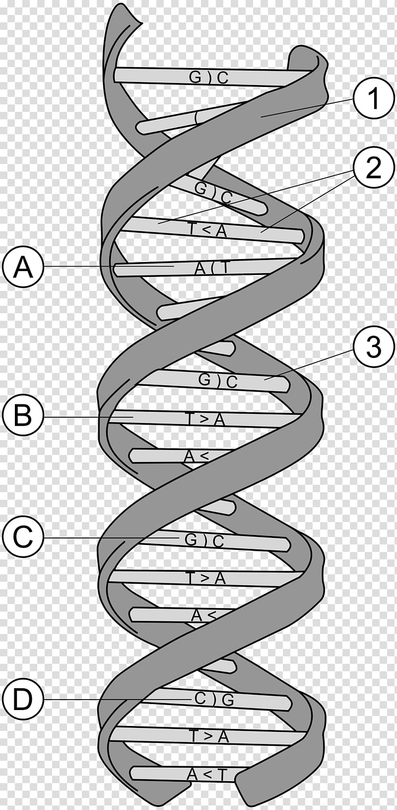 Nucleic acid structure DNA Molecular Structure of Nucleic Acids: A Structure for Deoxyribose Nucleic Acid Adenine Nucleobase, DNA transparent background PNG clipart