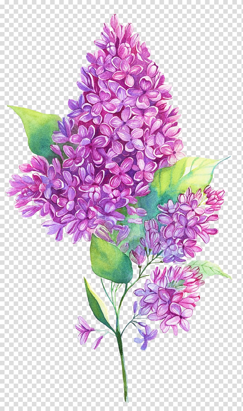 pink lilac flowers illustration, Watercolor painting Purple Lilac Illustration, Flowers decorated transparent background PNG clipart