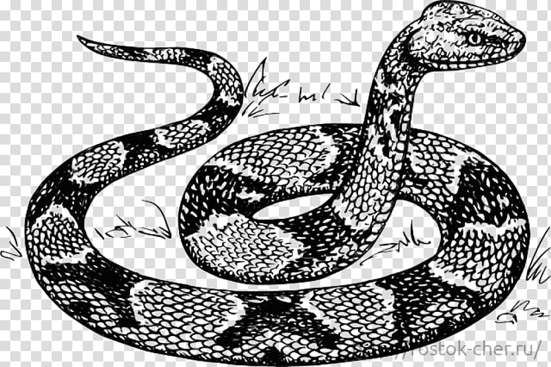 Boa constrictor Rattlesnake Kingsnakes Hognose snake, snake transparent background PNG clipart