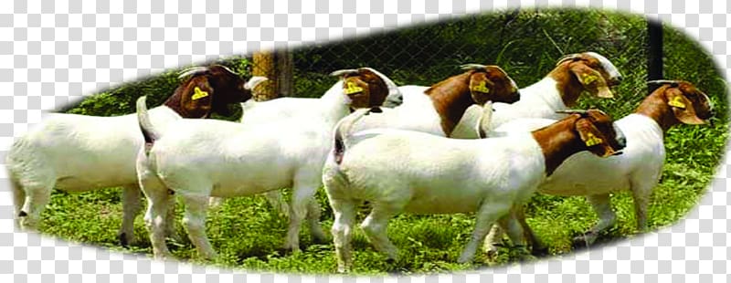 Boer goat Beef cattle Sheep u9b6fu897fu9ec3u725b, Flock forest transparent background PNG clipart