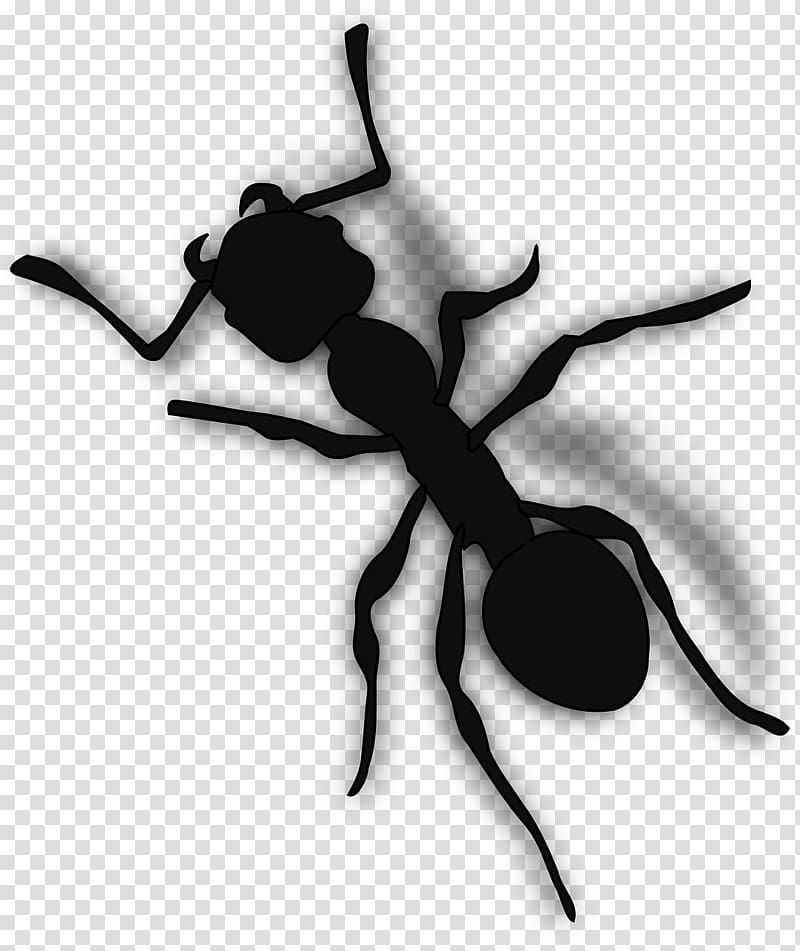 Ant , Black ants transparent background PNG clipart