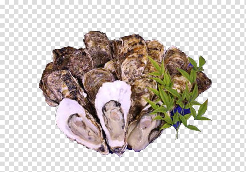 Oyster Mussel Kesennuma Clam Tsukiji fish market, Postmaster transparent background PNG clipart