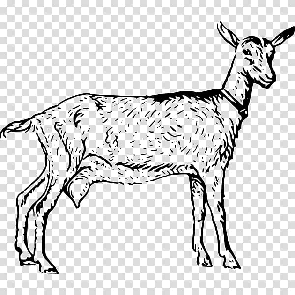 Boer goat Black Bengal goat Poitou goat Russian White goat Sheep, goat transparent background PNG clipart