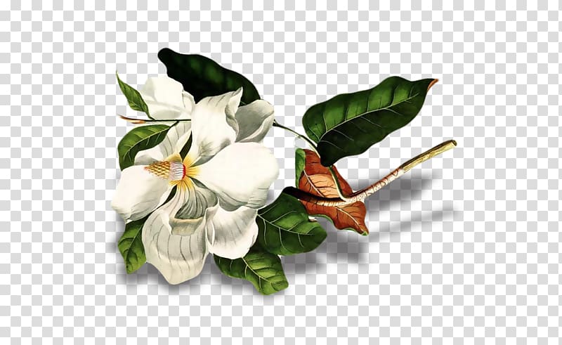 Cut flowers Art Flowering plant Magnolia, Sincerely Shawn Florist transparent background PNG clipart