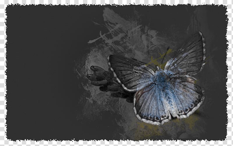 Moth Fauna, butterfly effect transparent background PNG clipart