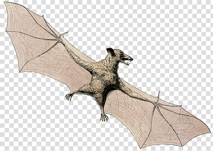 Bat Flying foxes Animal Bee, bat transparent background PNG clipart