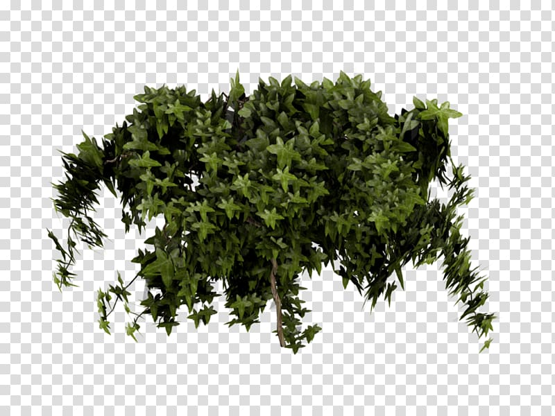 Poison Ivy Shrub Texture mapping, ivy transparent background PNG clipart