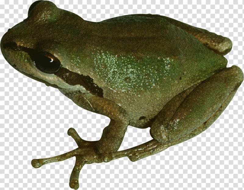 Frog Scape , Frog transparent background PNG clipart