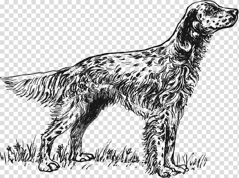 English Setter Irish Setter Irish Red and White Setter Gordon Setter English Springer Spaniel, others transparent background PNG clipart