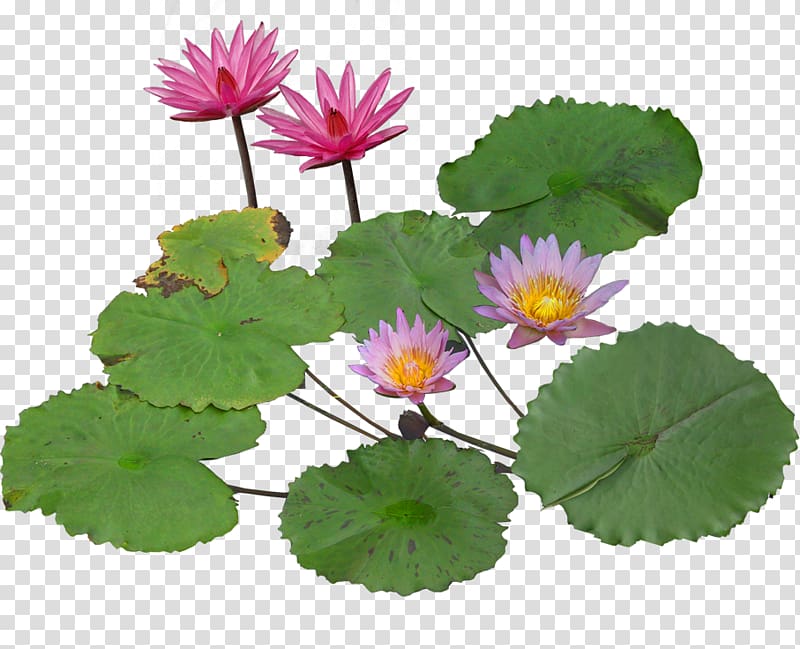 Nelumbo nucifera Pygmy water-lily Aquatic plant, Blooming lotus transparent background PNG clipart
