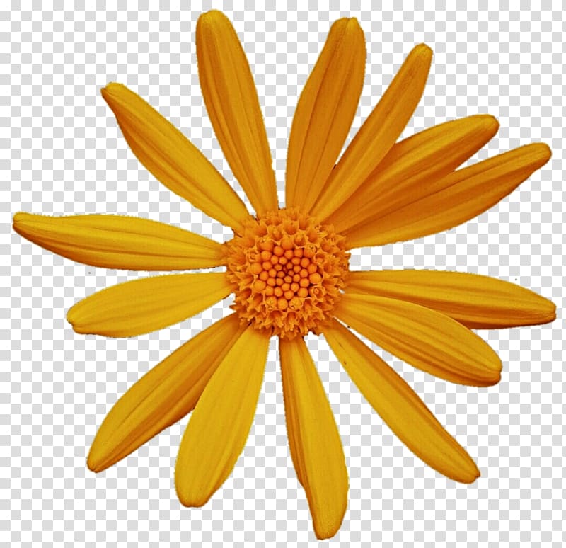 Common daisy Oxeye daisy Argyranthemum frutescens Chrysanthemum Petal, chrysanthemum transparent background PNG clipart