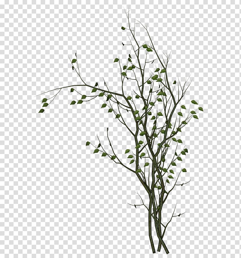, vine branches transparent background PNG clipart