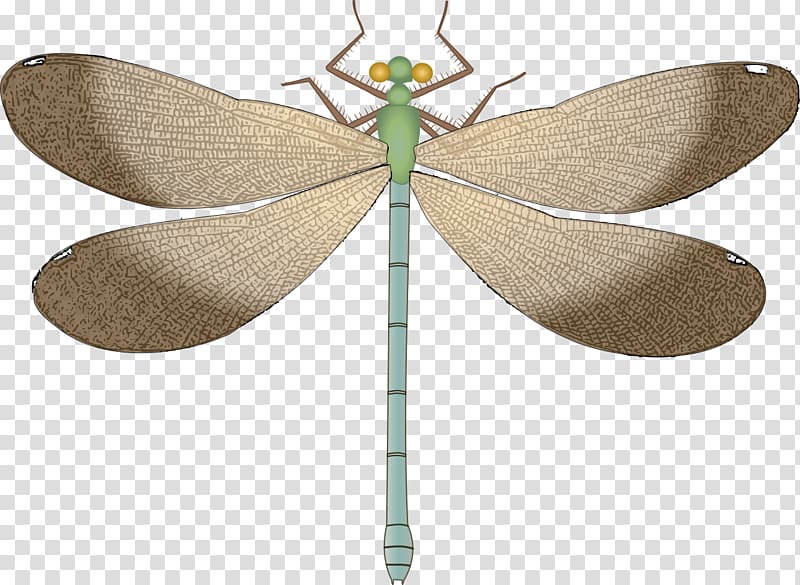 Dragonfly transparent background PNG clipart