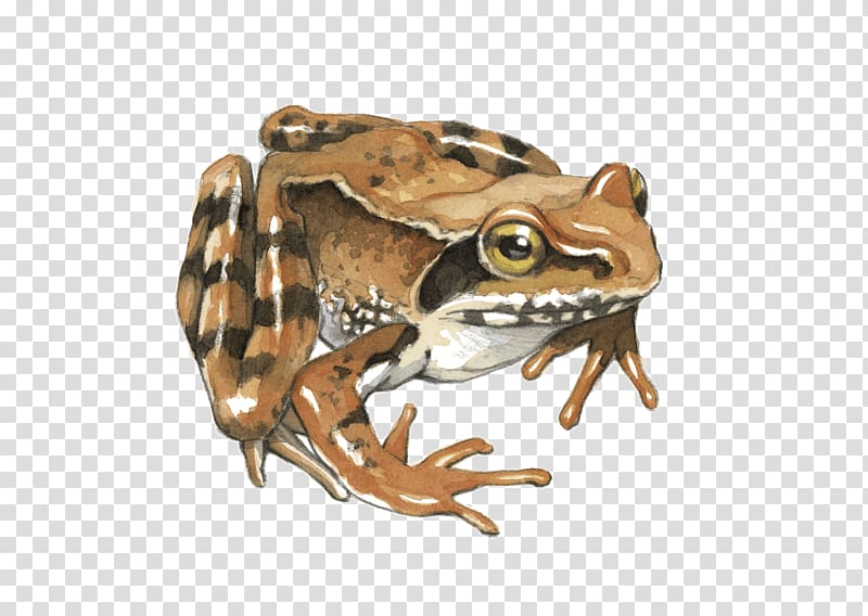 Toad Common frog True frog Tree frog, frog transparent background PNG clipart