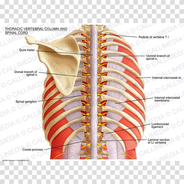 Vertebral column Spinal cord Thoracic vertebrae Anatomy Spinal nerve, Muscle anatomy transparent background PNG clipart