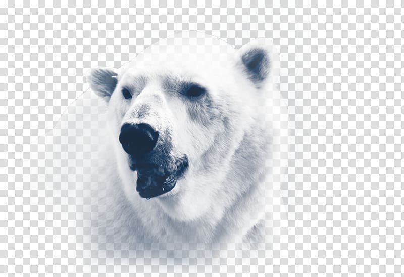 Polar bear Iorek Byrnison Arctic Polar regions of Earth, polar transparent background PNG clipart