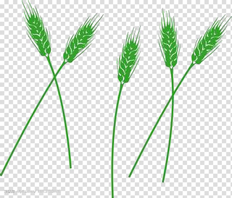 Wheatgrass Grasses, Green Barley transparent background PNG clipart