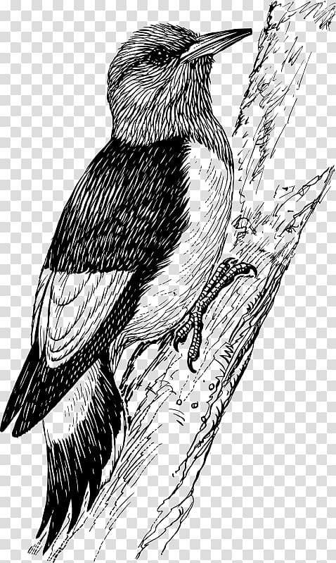 Downy woodpecker Bird Penguin , Bird transparent background PNG clipart