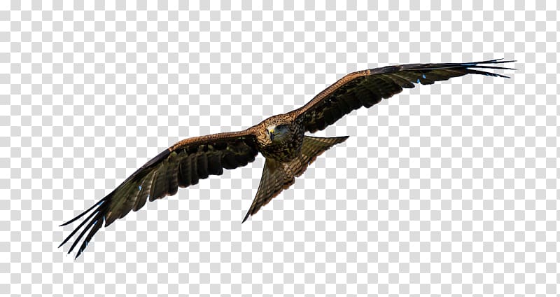 Bird Parrot Eagle , eagle transparent background PNG clipart