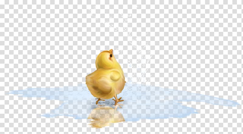 Duck Bird Chicken Goose Cygnini, puddle transparent background PNG clipart
