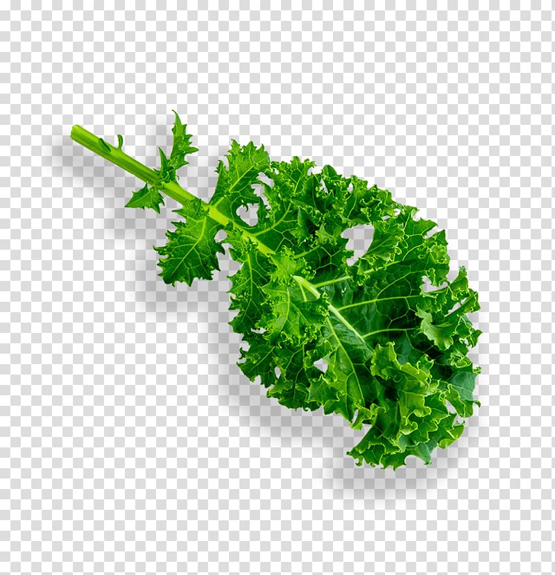 Parsley Lettuce Leaf vegetable Hydroponics Grow light, kale transparent background PNG clipart