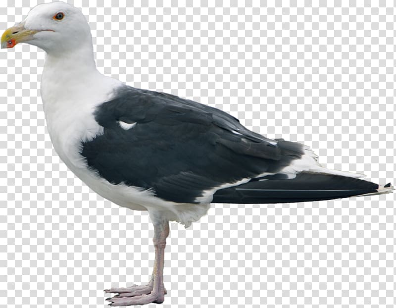 Great black-backed gull Gulls Shorebirds European Herring Gull, gull transparent background PNG clipart