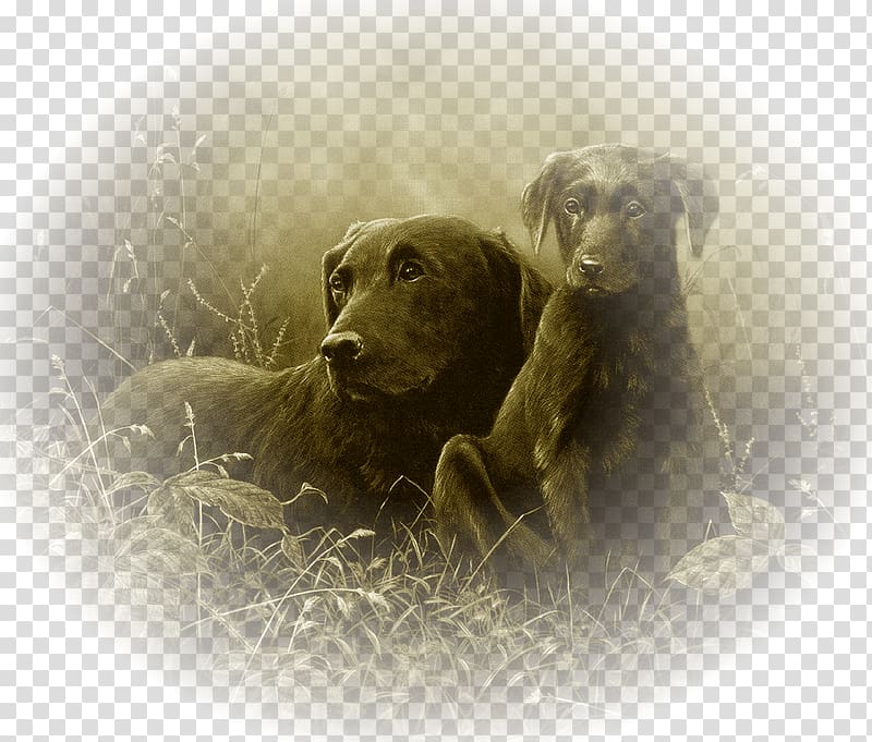 Labrador Retriever Boykin Spaniel Puppy Dog breed Long John Silver, puppy transparent background PNG clipart