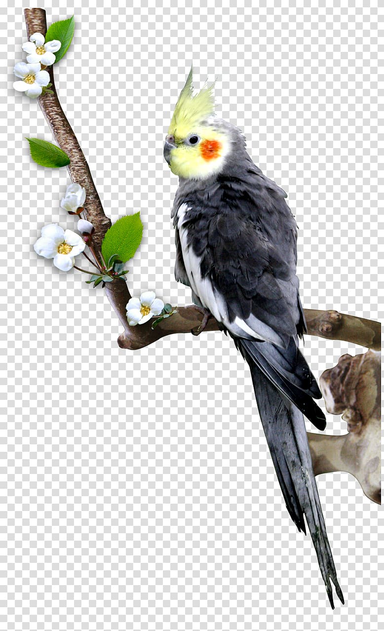 Cockatiel Bird Parrot Budgerigar, Cartoon bird transparent background PNG clipart