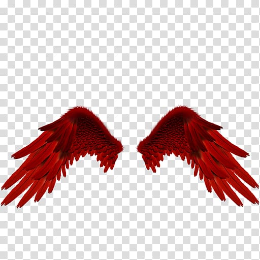 Angels Mens Club Night San Felipe Facebook Feather, others transparent background PNG clipart