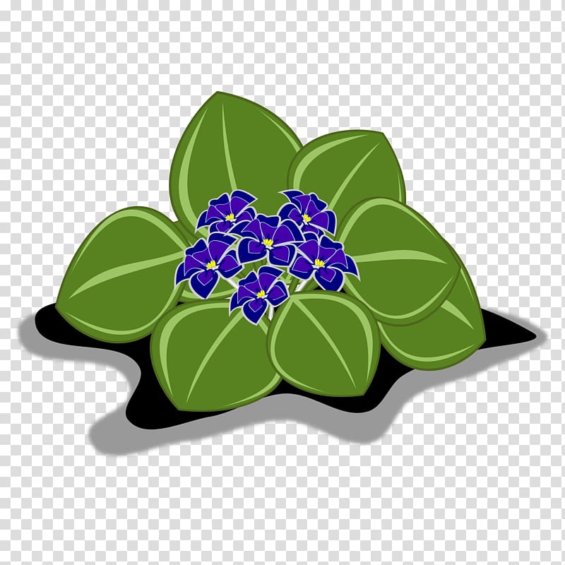 African violets , violet transparent background PNG clipart