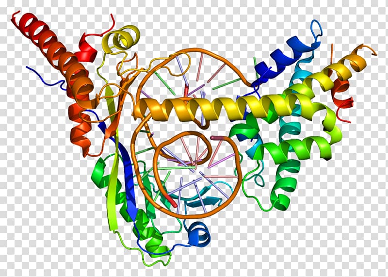 DRAP1 DR1 Repressor TATA-binding protein Histone, others transparent background PNG clipart