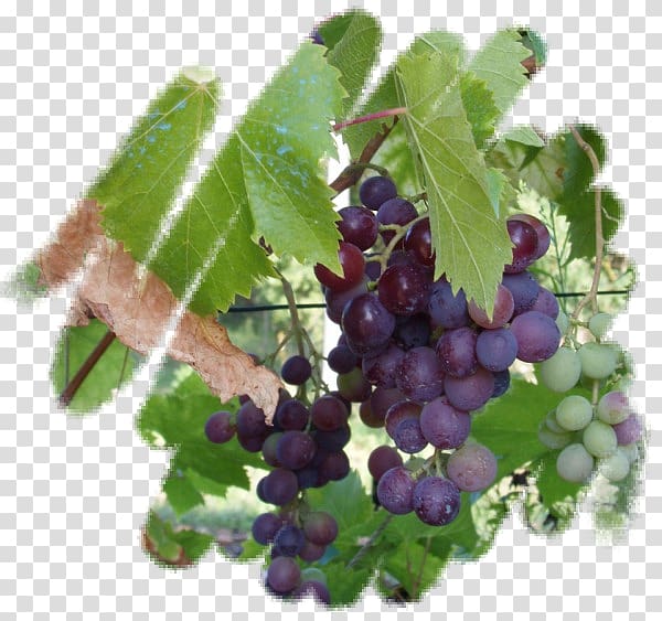 Grape Zante currant Huckleberry Blueberry Bilberry, grape transparent background PNG clipart