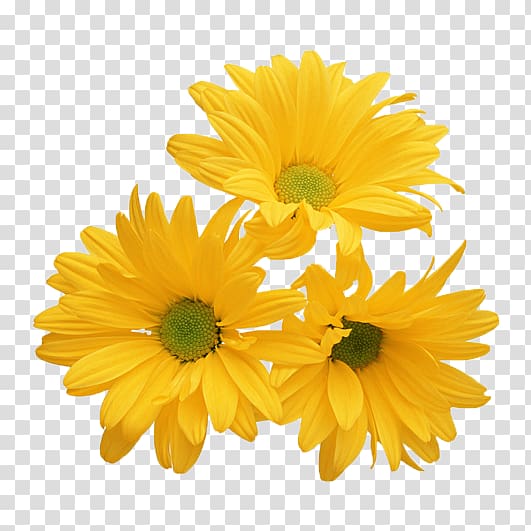 three yellow sunflowers in bloom, Chrysanthemum Yellow Flower White , Yellow chrysanthemum transparent background PNG clipart