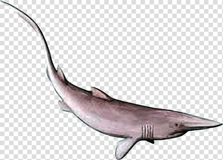 Goblin shark Lamniformes Anomotodon Carcharhinus, fish transparent background PNG clipart