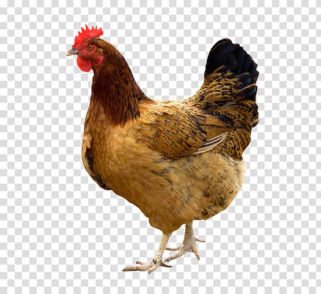 Kadaknath Broiler Giriraja Poultry Chicken as food, Hen house transparent background PNG clipart