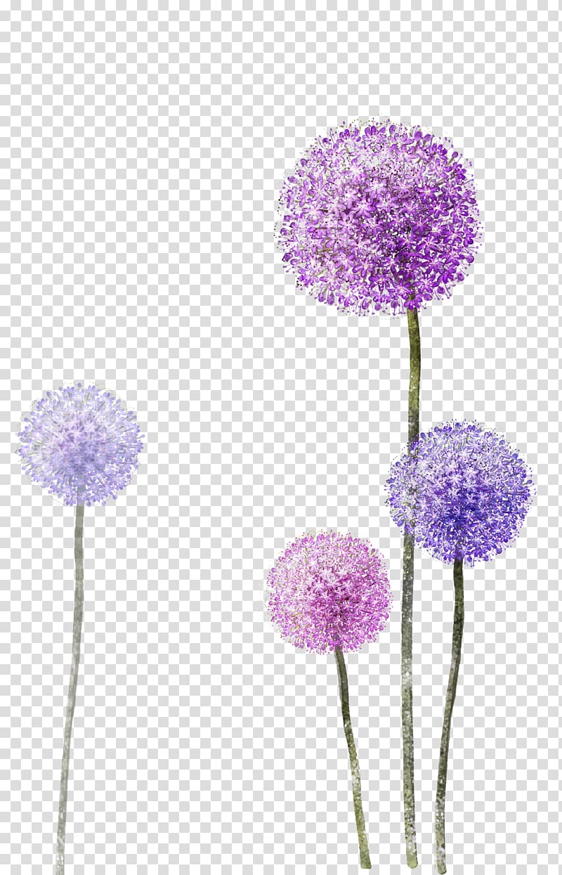 Paper , Purple Dandelion, purple and purple dandelion flowers transparent background PNG clipart