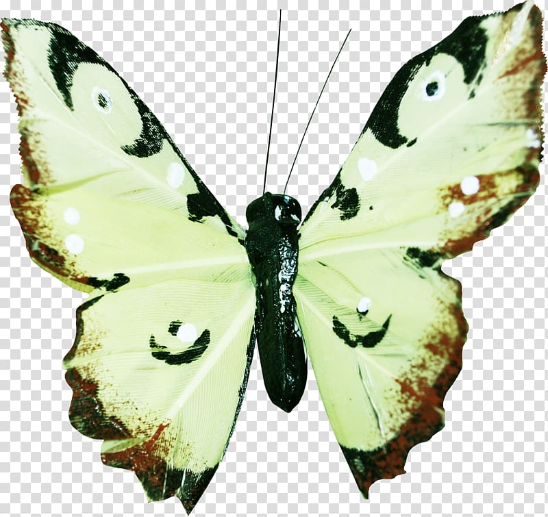 Butterfly Moth Flower, Hu Butterfly transparent background PNG clipart
