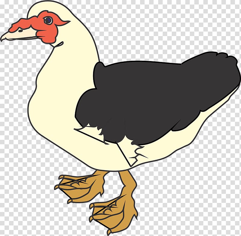 Muscovy duck , Aves transparent background PNG clipart