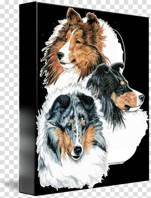 Rough Collie Shetland Sheepdog Old English Sheepdog Dog breed Companion dog, Shetland Sheepdog transparent background PNG clipart