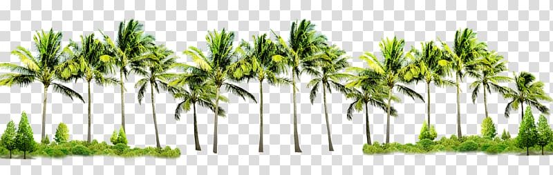 Poster Flyer Graphic design, coconut tree transparent background PNG clipart
