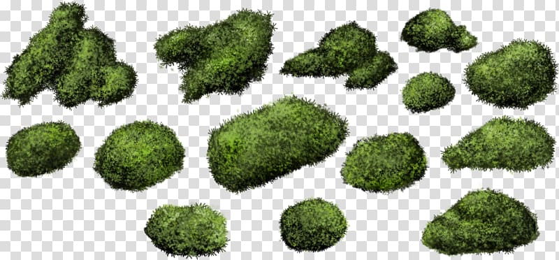 green grasses, Shrub Moss Bryophyte, bush transparent background PNG clipart