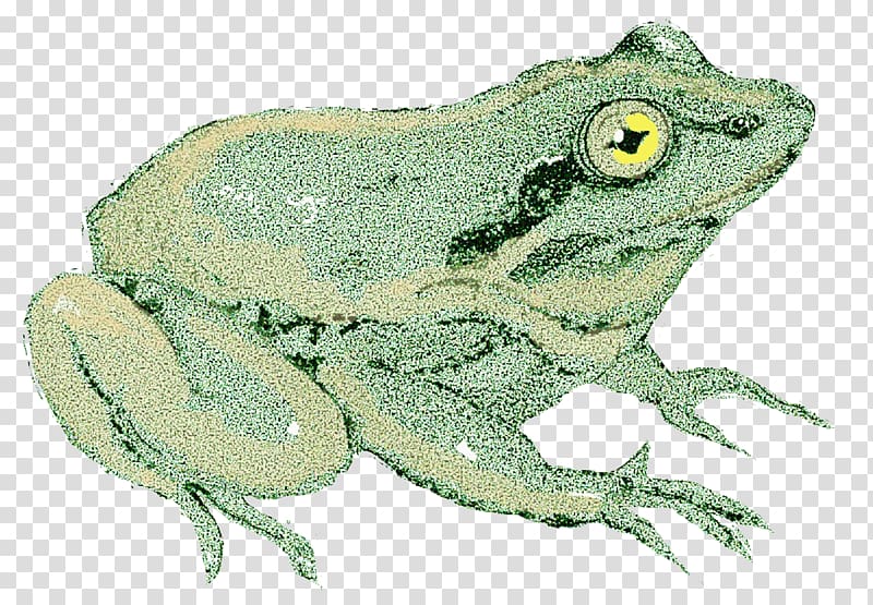 American bullfrog True frog Toad Tree frog, Wood Frog transparent background PNG clipart